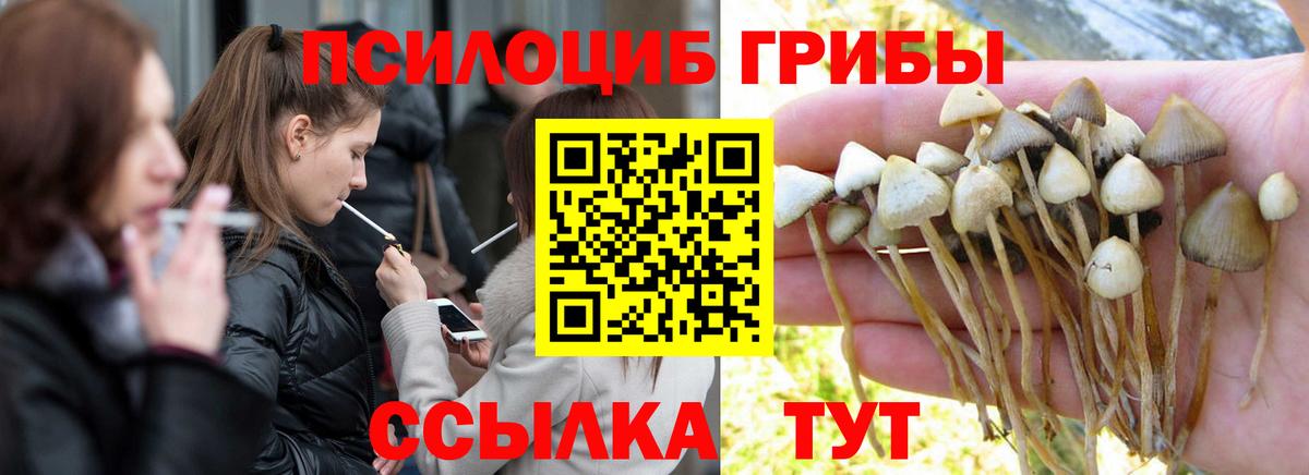 Махачкала  Псилоцибиновые грибы прущие грибы  Псилоцибиновые грибы мухоморы  Вход с VPN 